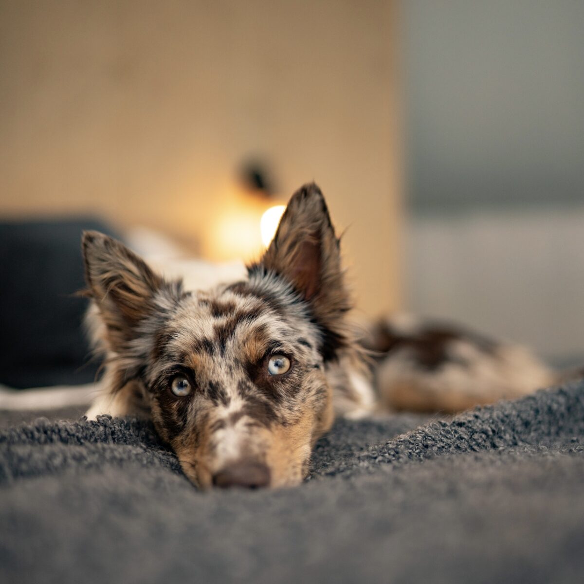 Webp.net-resizeimage-25