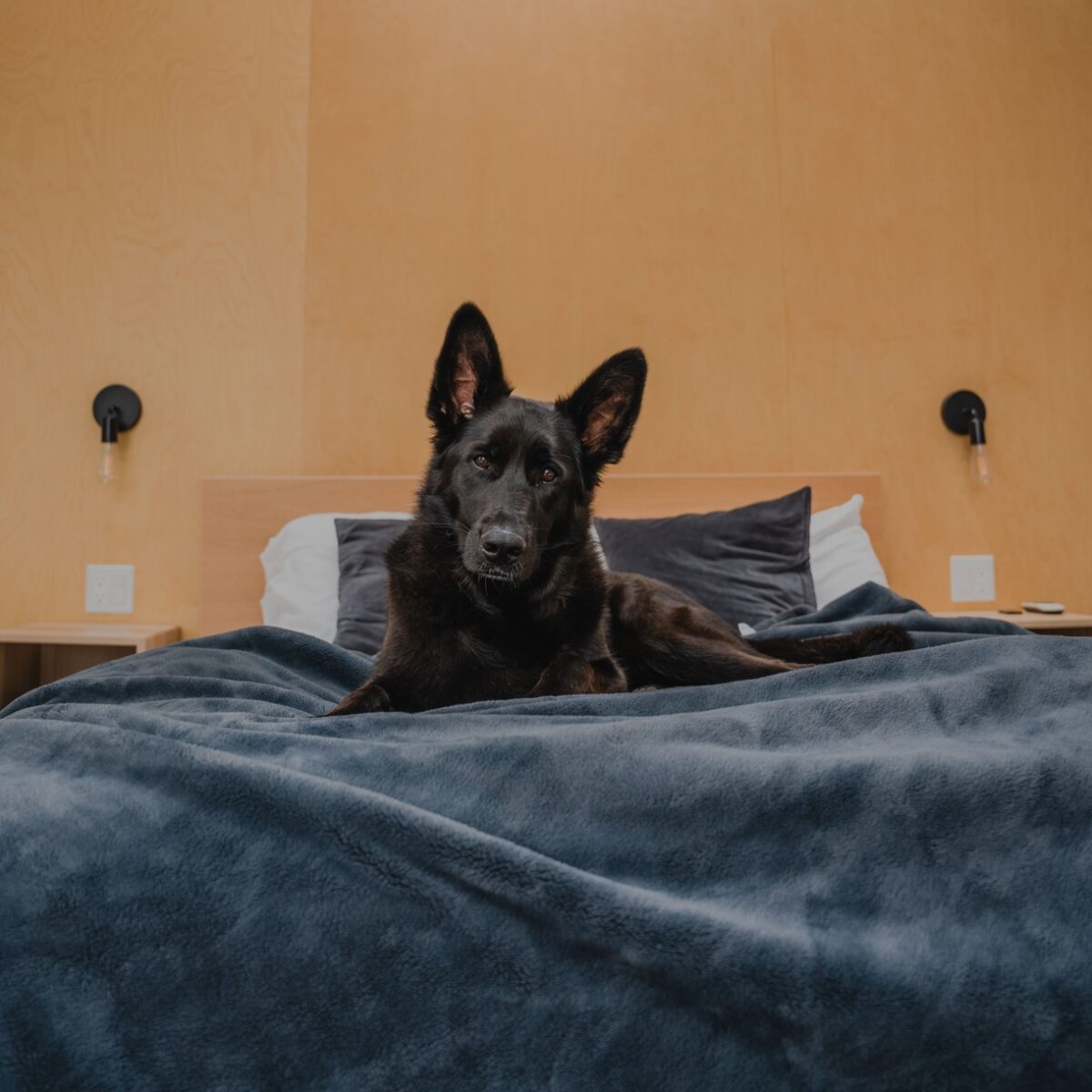 Webp.net-resizeimage-17