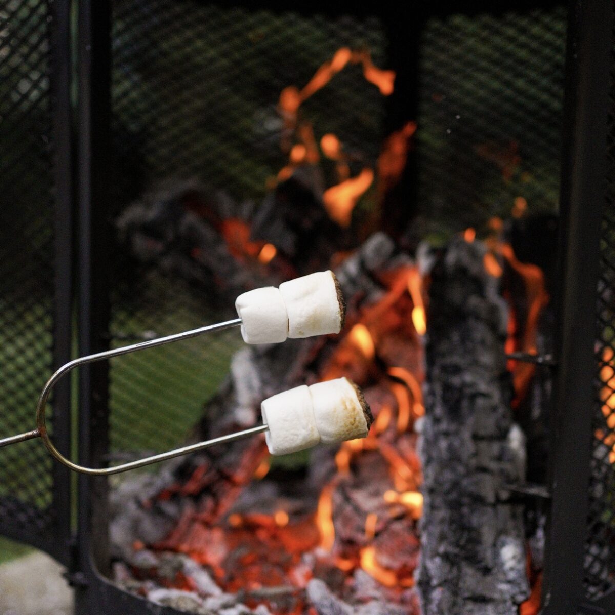 Webp.net-resizeimage-18