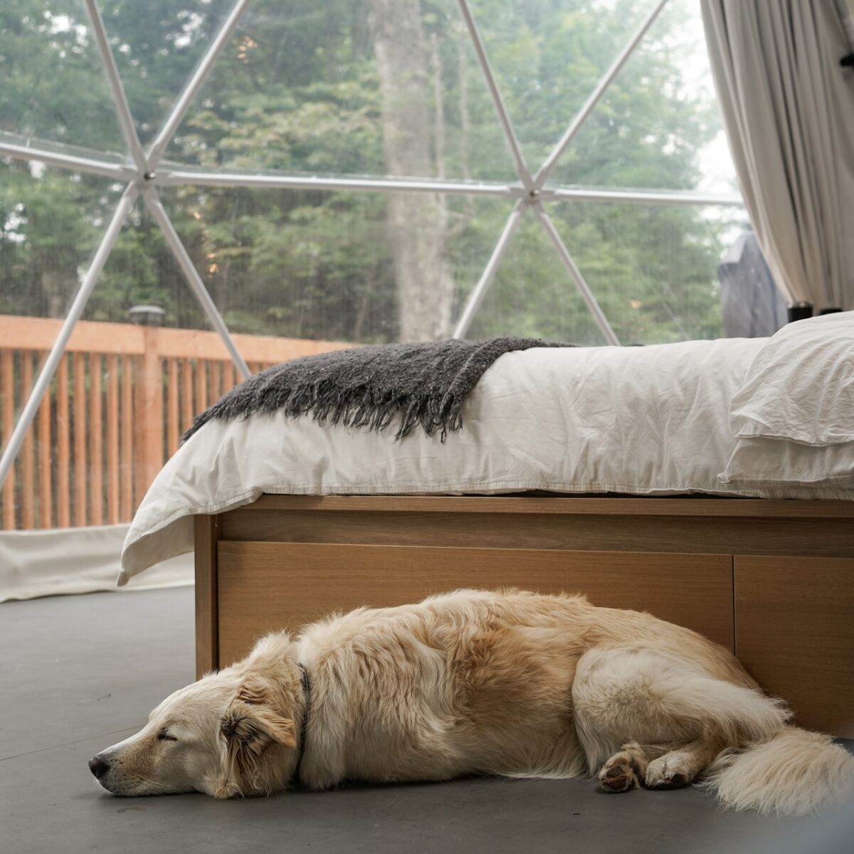 Webp.net-resizeimage-19